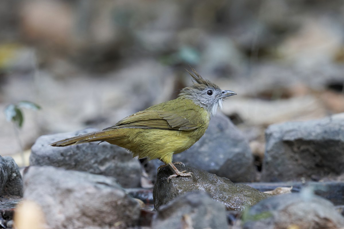 Puff-throated Bulbul - ML619377780