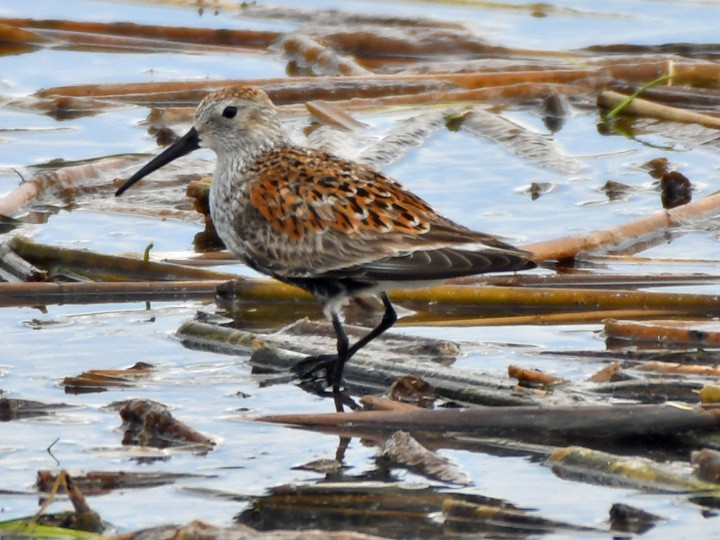 Dunlin - Denny Granstrand