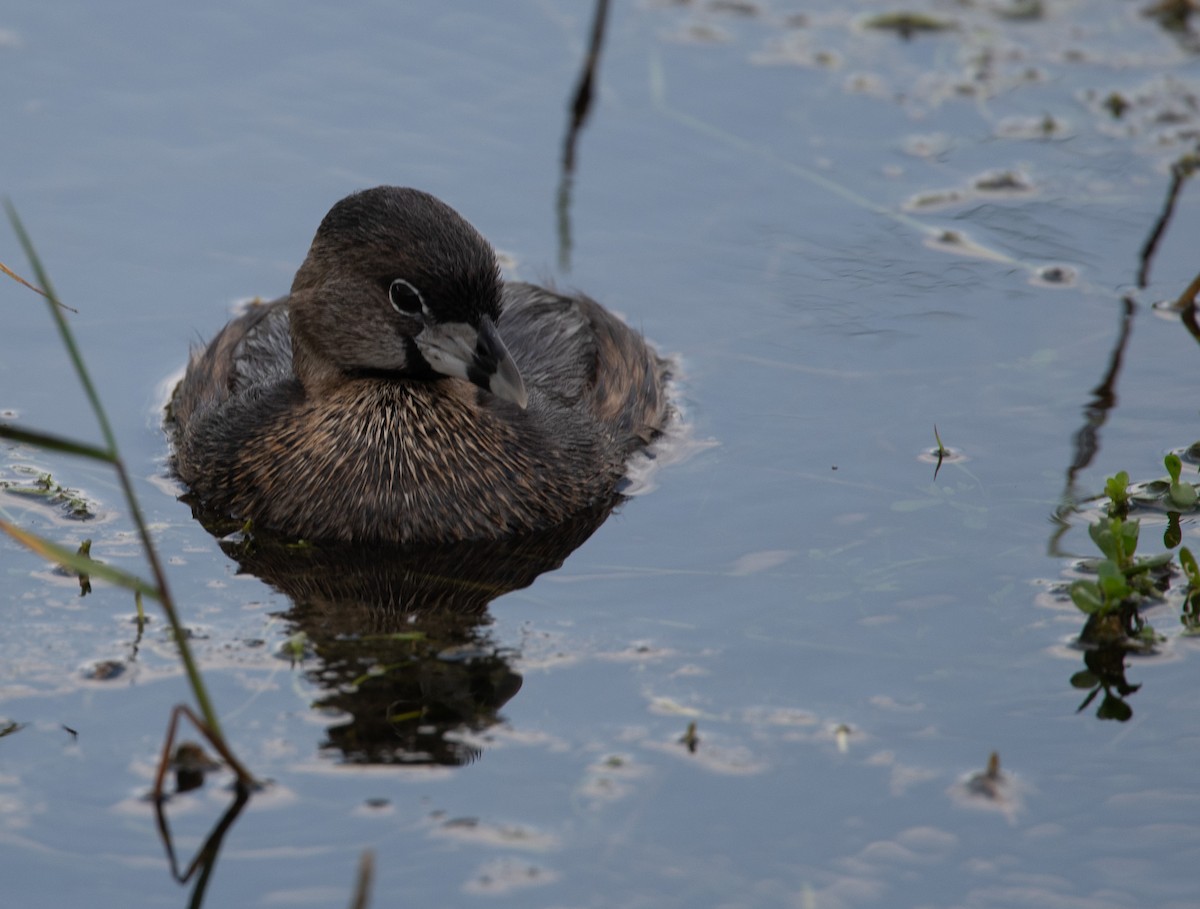 Pied-billed Grebe - Angie W