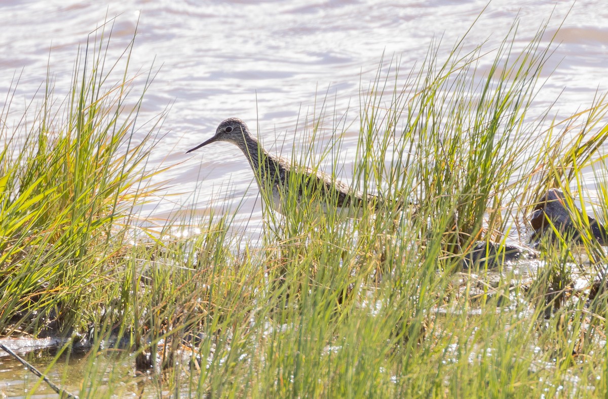 Lesser Yellowlegs - Kevin McKereghan