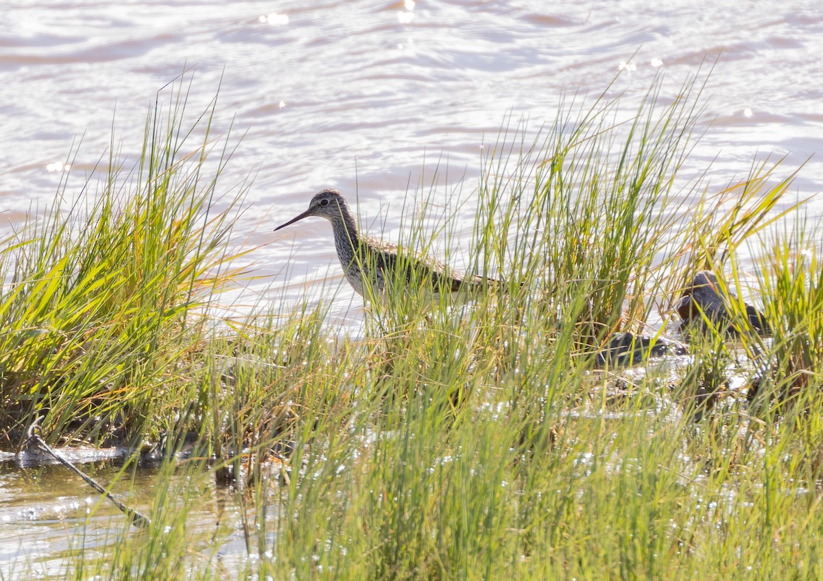 Lesser Yellowlegs - Kevin McKereghan