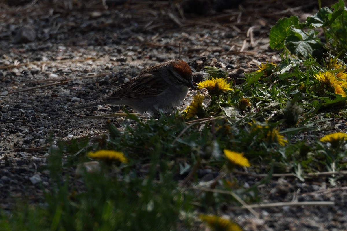 Chipping Sparrow - Kristy Dhaliwal