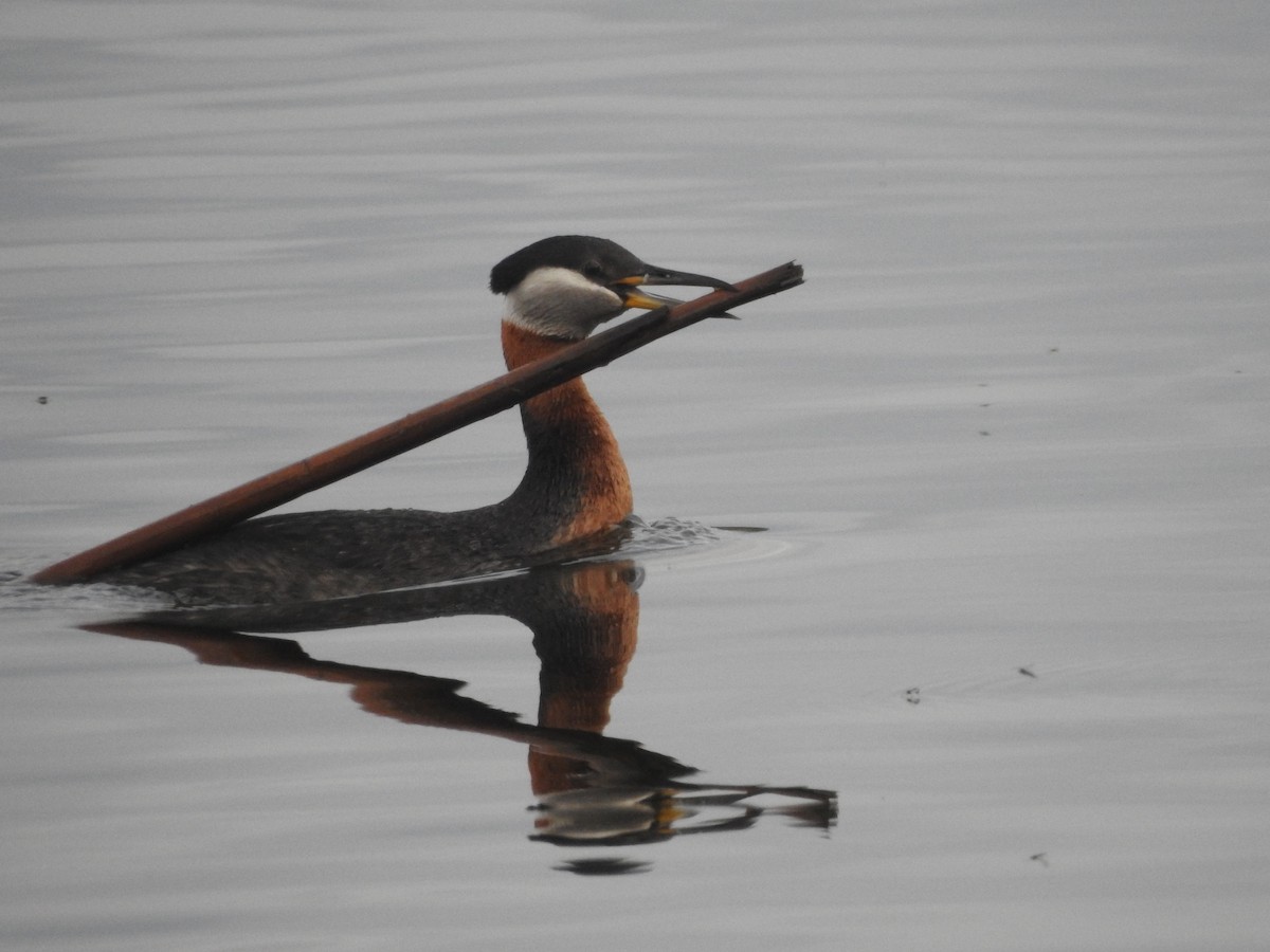 Red-necked Grebe - ML619377798