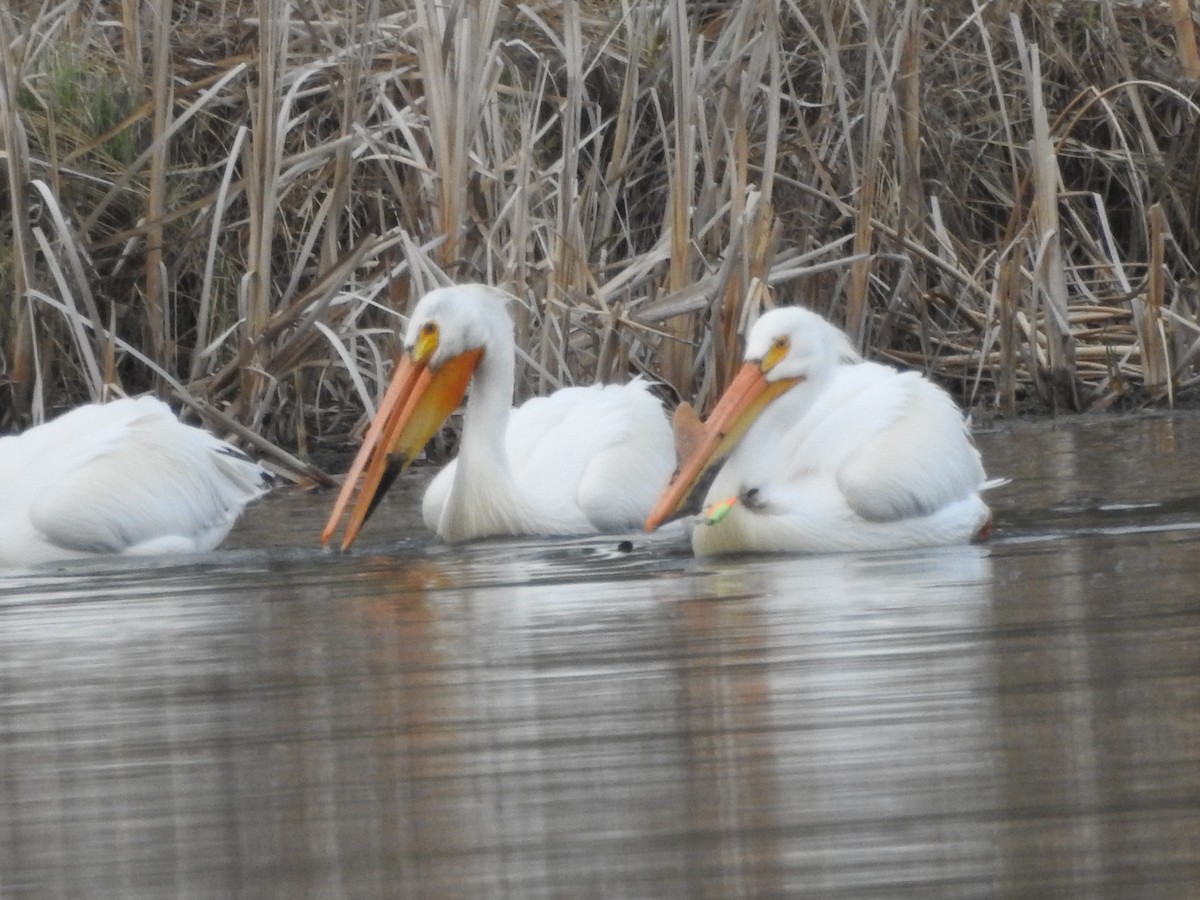 American White Pelican - Nishka Dabral