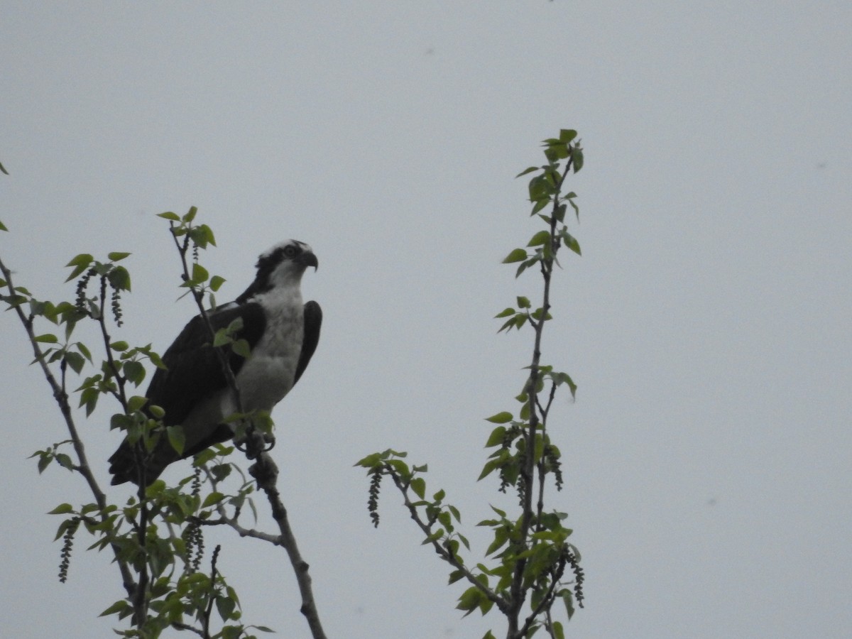 Osprey - Nishka Dabral