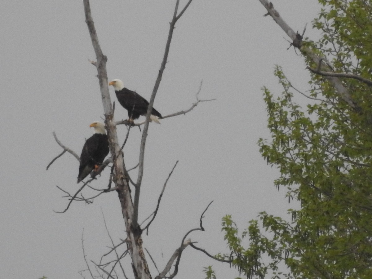 Bald Eagle - Nishka Dabral