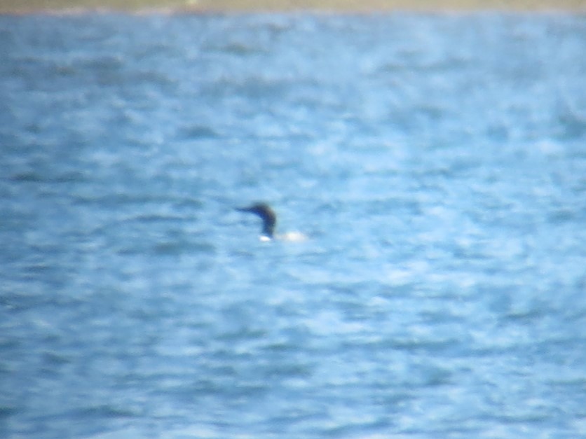 Common Loon - Kathy Mihm Dunning