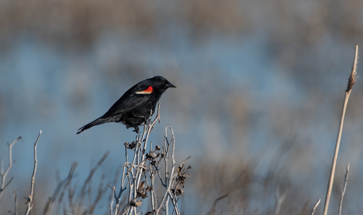 Red-winged Blackbird - Mike Good