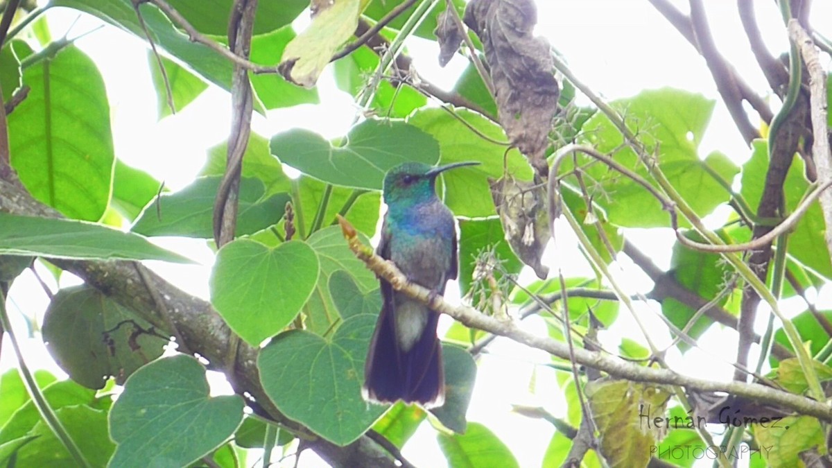 White-vented Plumeleteer - Hernan Gomez