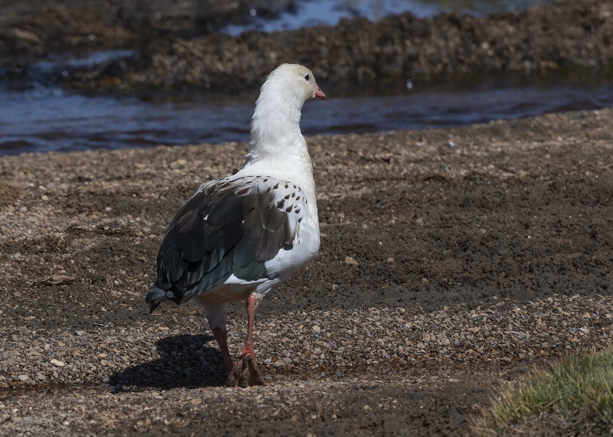 Andean Goose - VERONICA ARAYA GARCIA