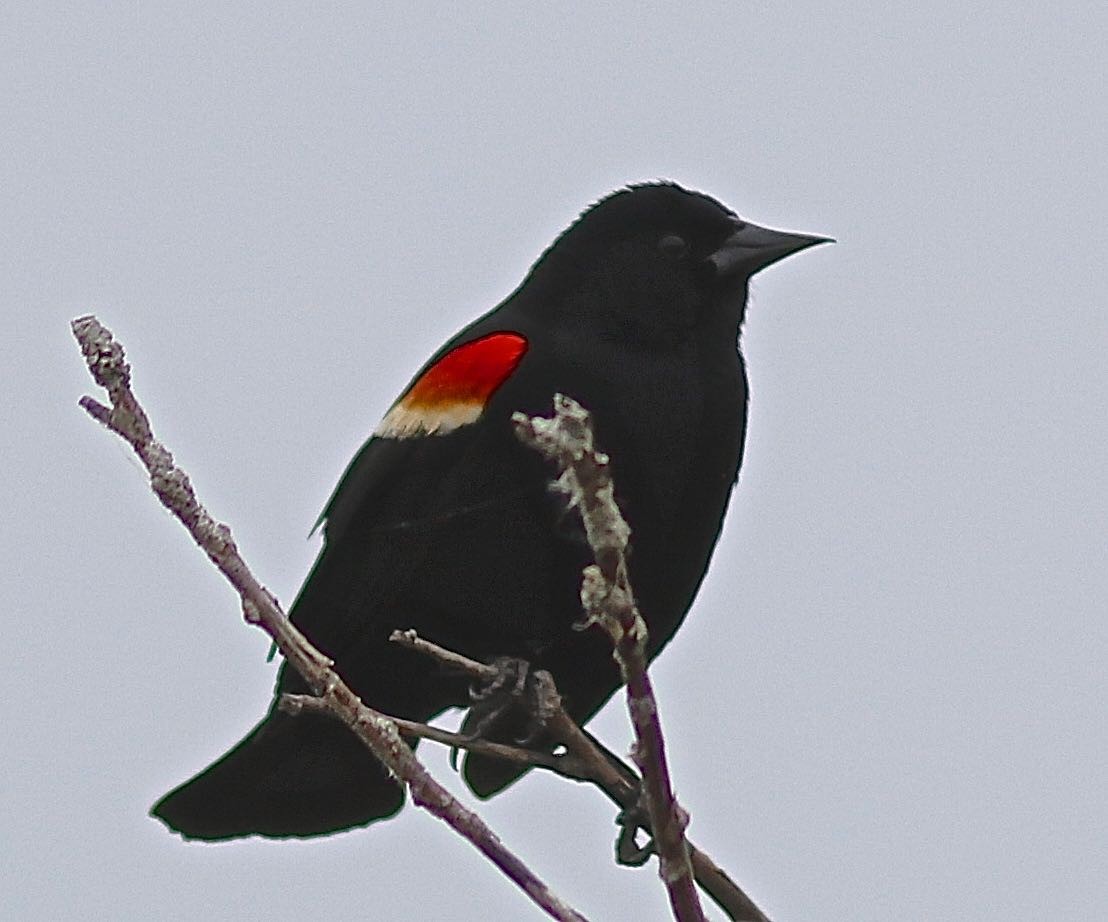 Red-winged Blackbird - Ron and Linda (Tozer) Johnston