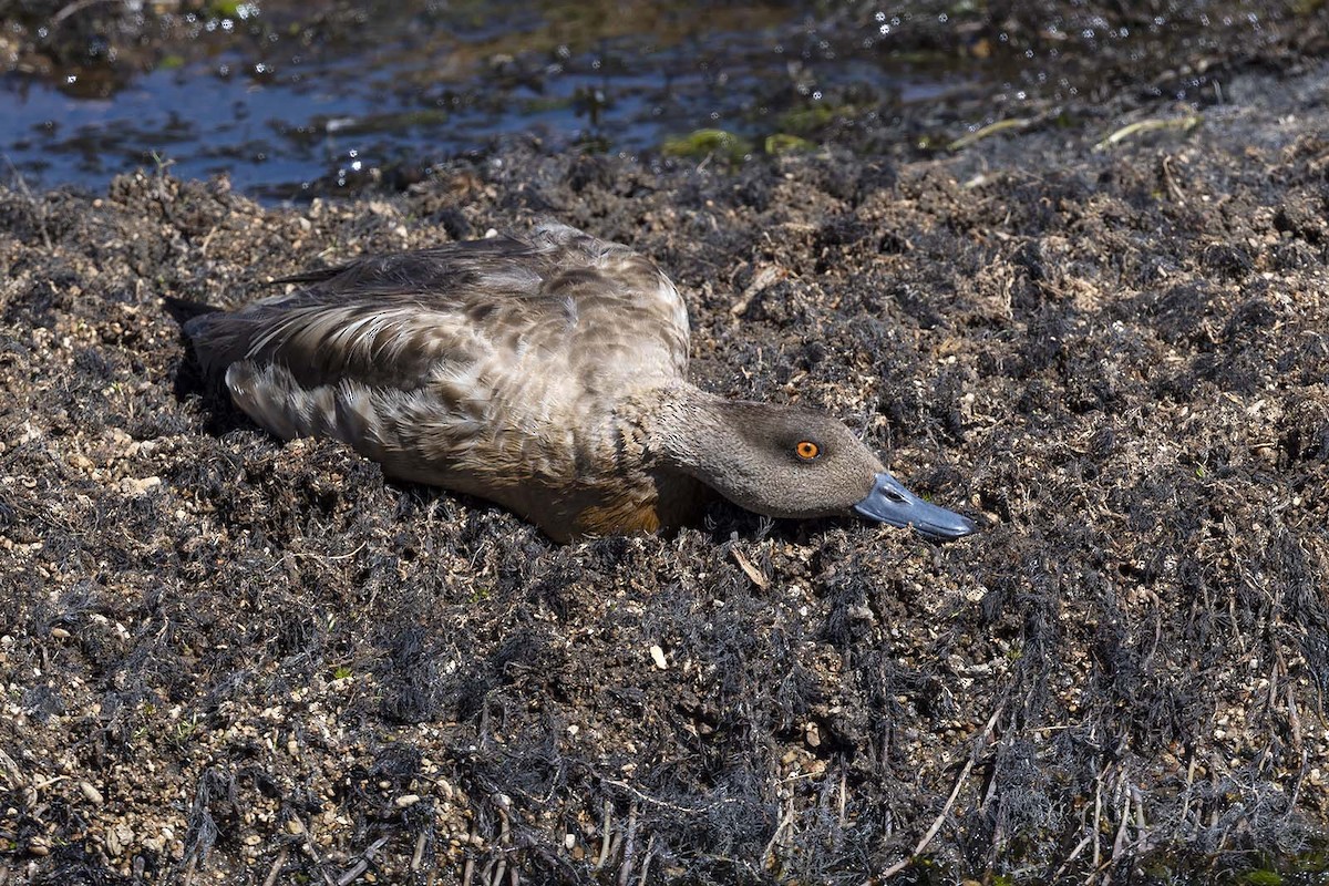 Crested Duck - VERONICA ARAYA GARCIA