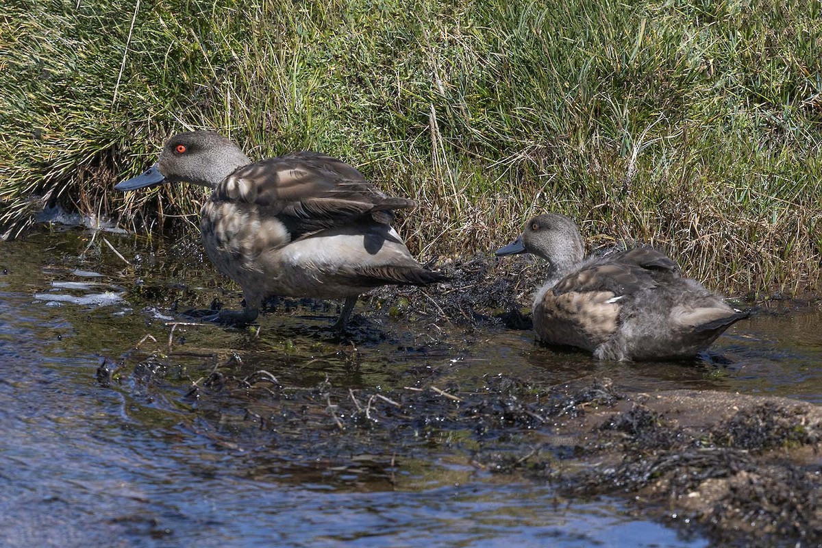 Crested Duck - VERONICA ARAYA GARCIA