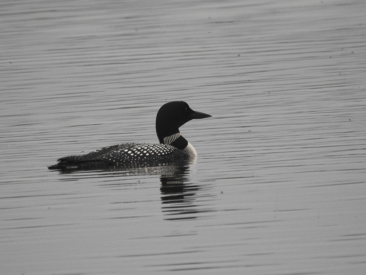 Common Loon - Nishka Dabral