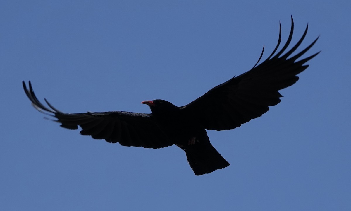 Red-billed Chough - Dave Ebbitt