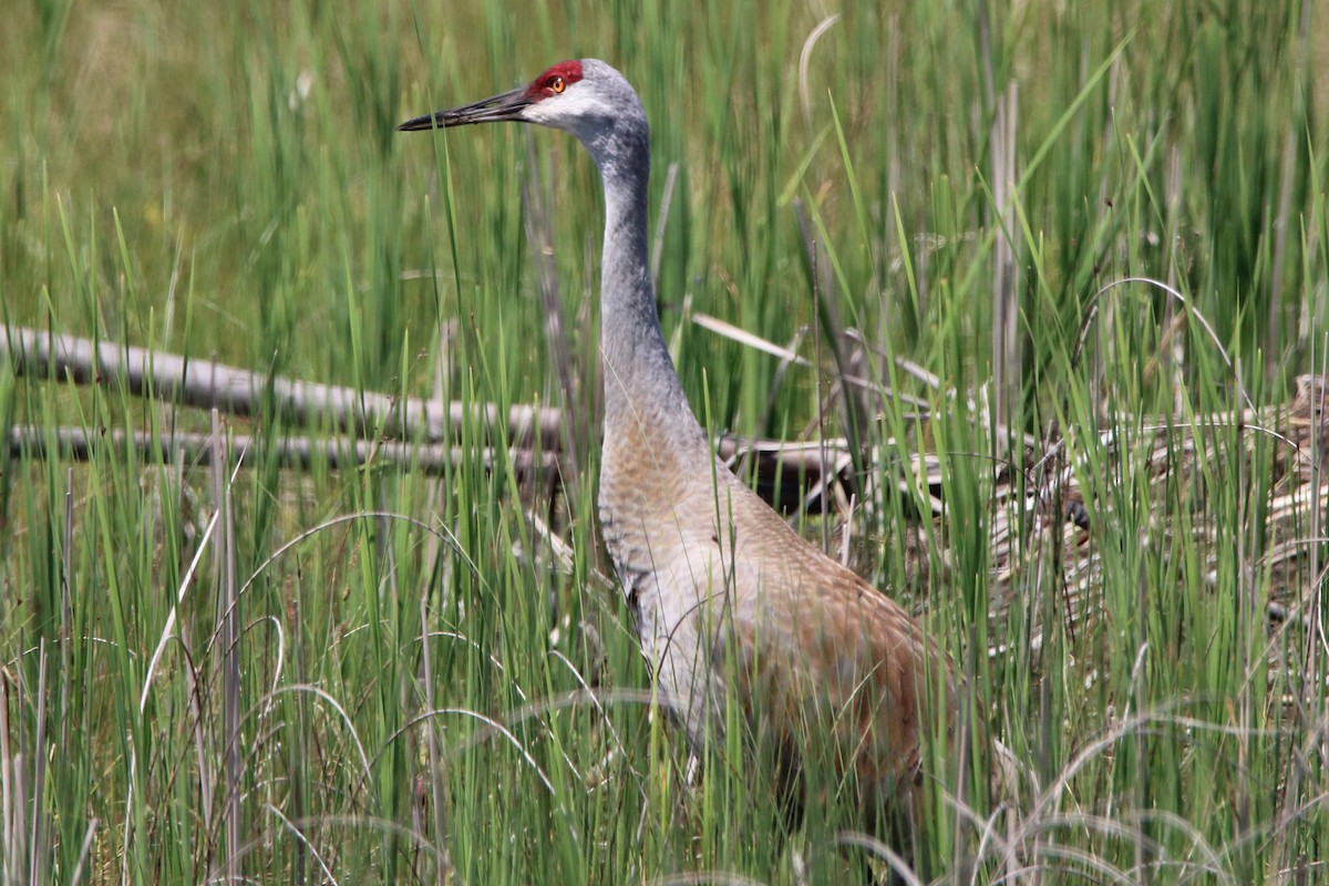 Sandhill Crane - Dave Brown