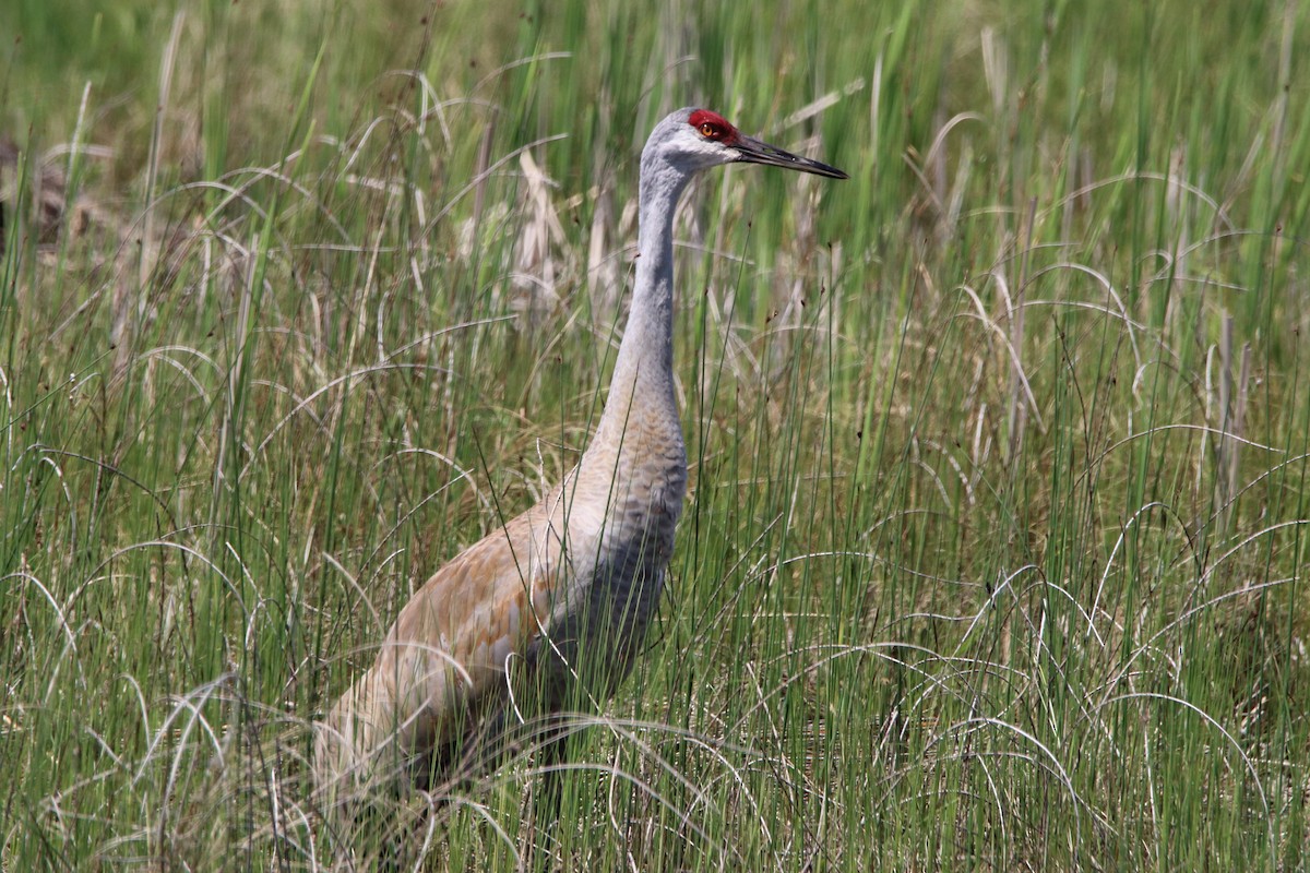 Sandhill Crane - Dave Brown