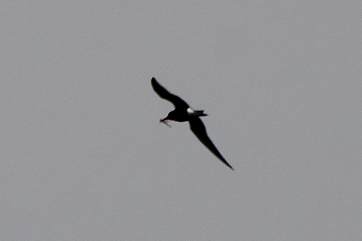 Black Tern - Dave Brown