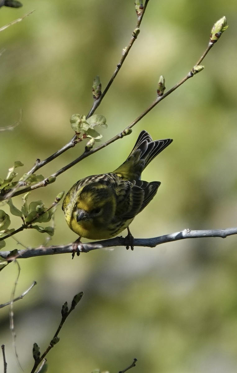 European Serin - Dave Ebbitt