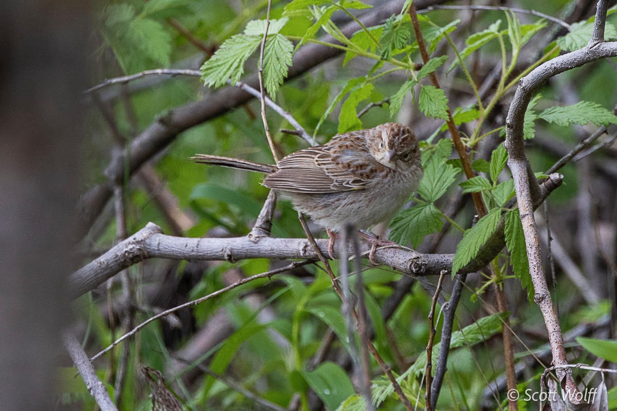 Cassin's Sparrow - Michael  Hendrickson