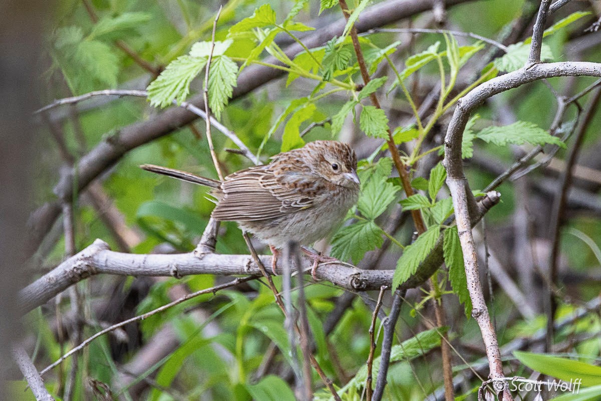 Cassin's Sparrow - Michael  Hendrickson