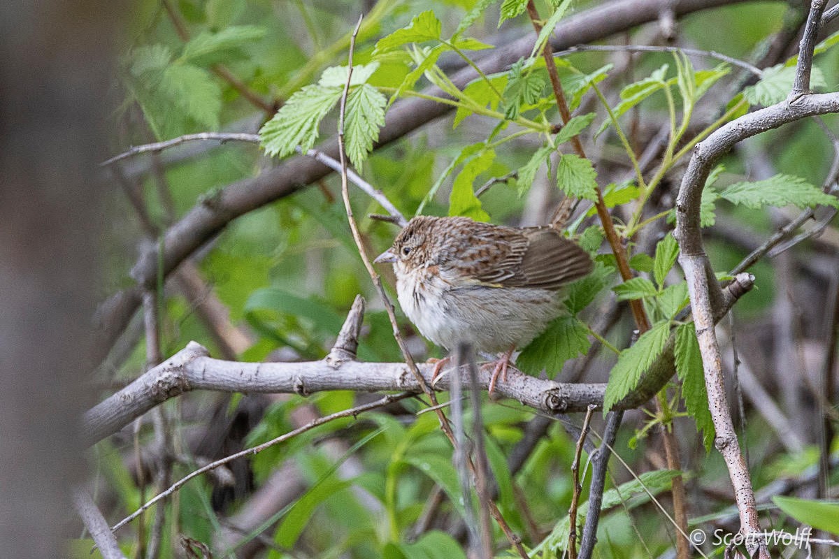 Cassin's Sparrow - Michael  Hendrickson