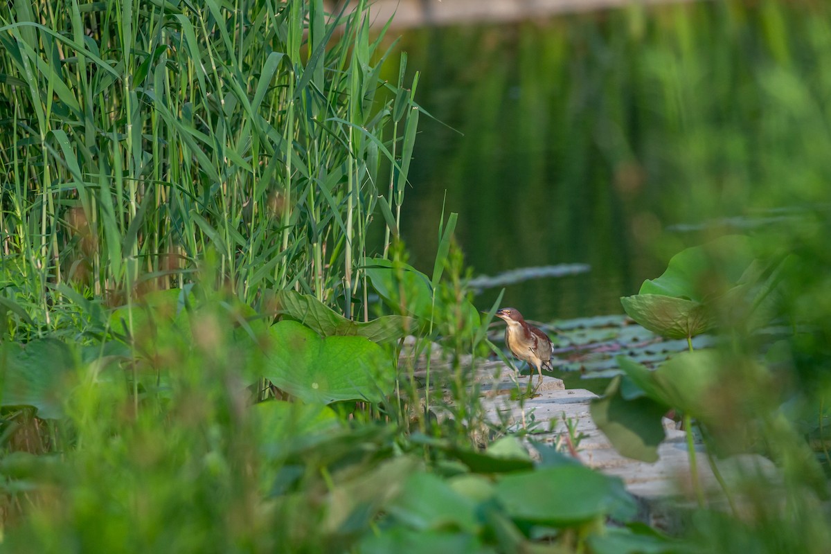 Schrenck's Bittern - Fu Cong