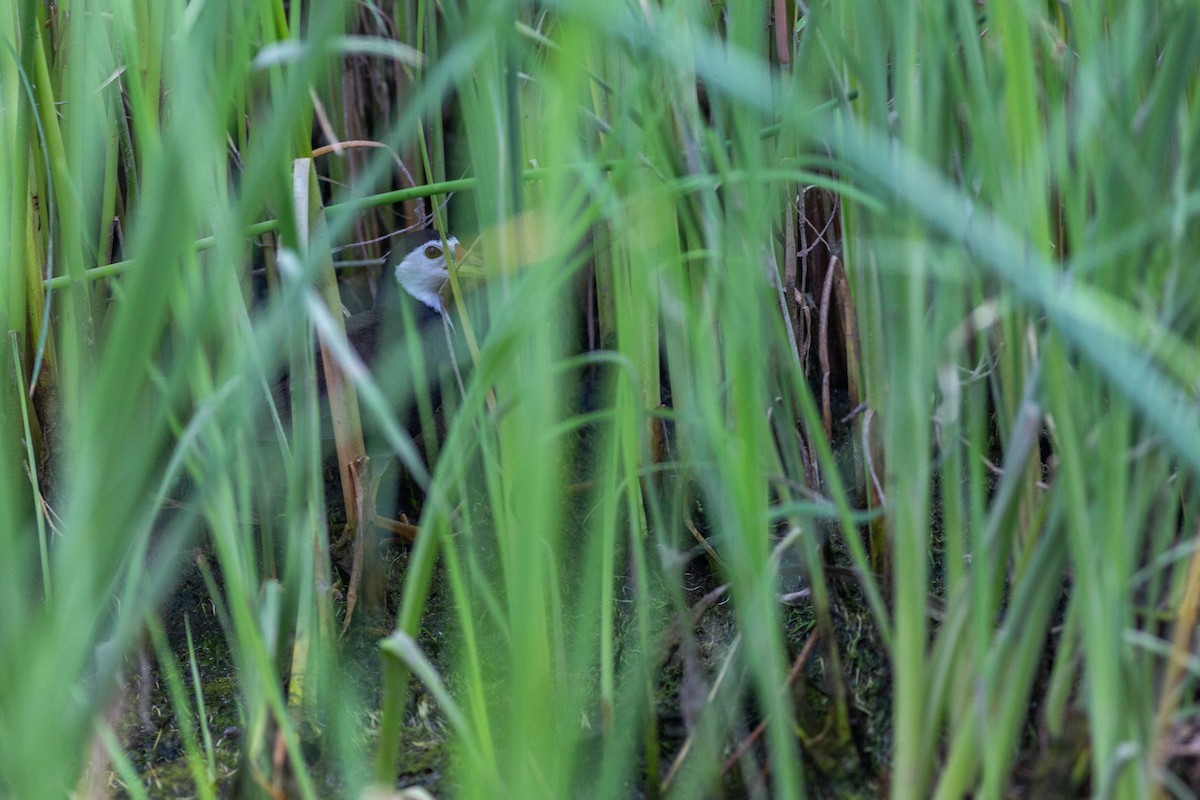 White-breasted Waterhen - Fu Cong