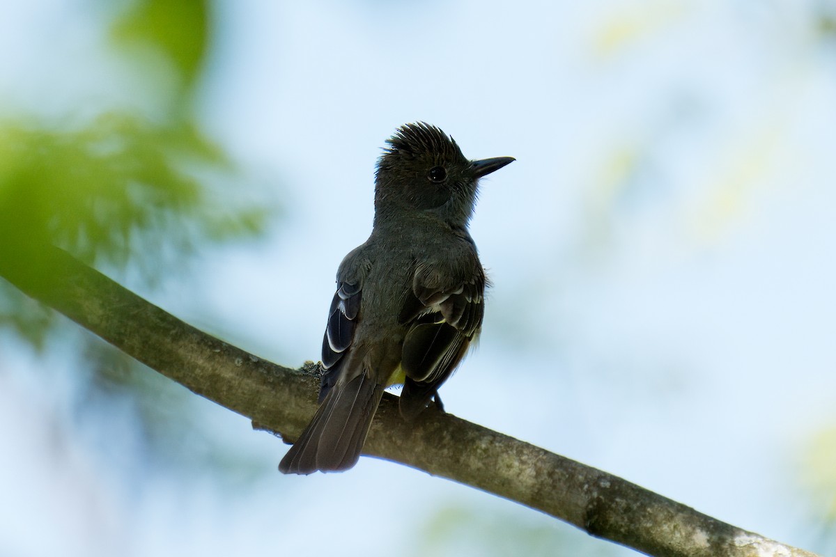 Great Crested Flycatcher - ML619377955