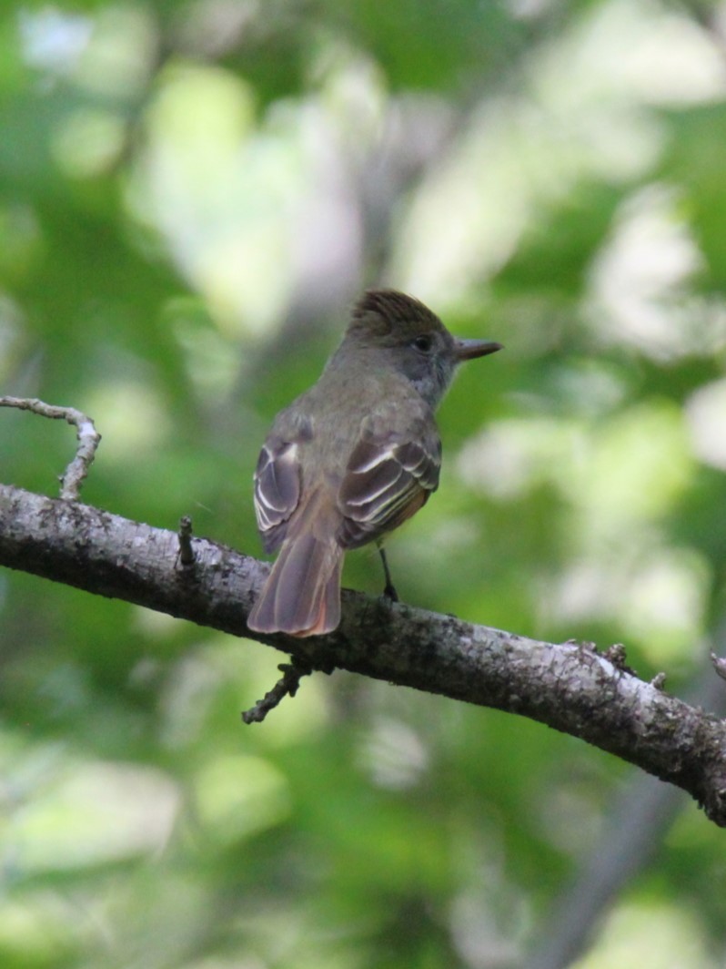 Great Crested Flycatcher - Jedediah Smith