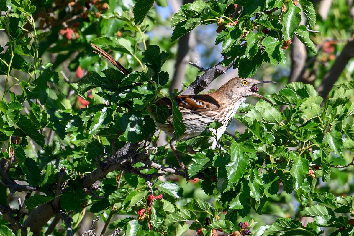 Brown Thrasher - Patti Koger