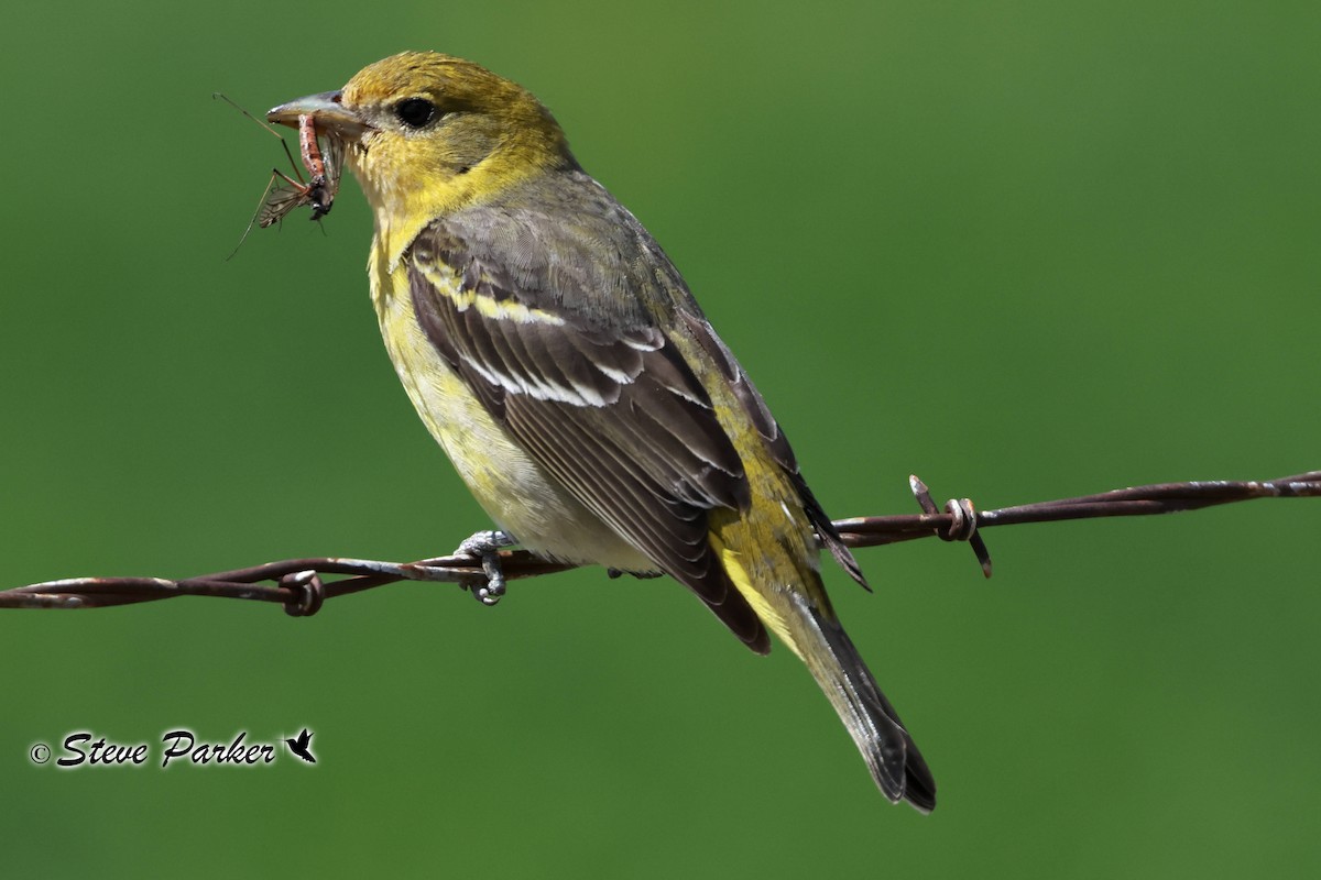 Western Tanager - Steve Parker