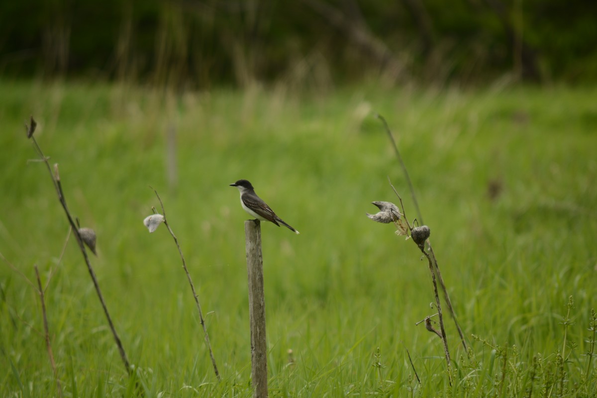 Eastern Kingbird - Brinda Datla