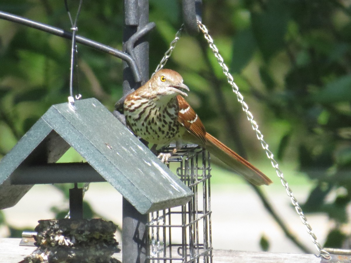 Brown Thrasher - Benjamin Althouse