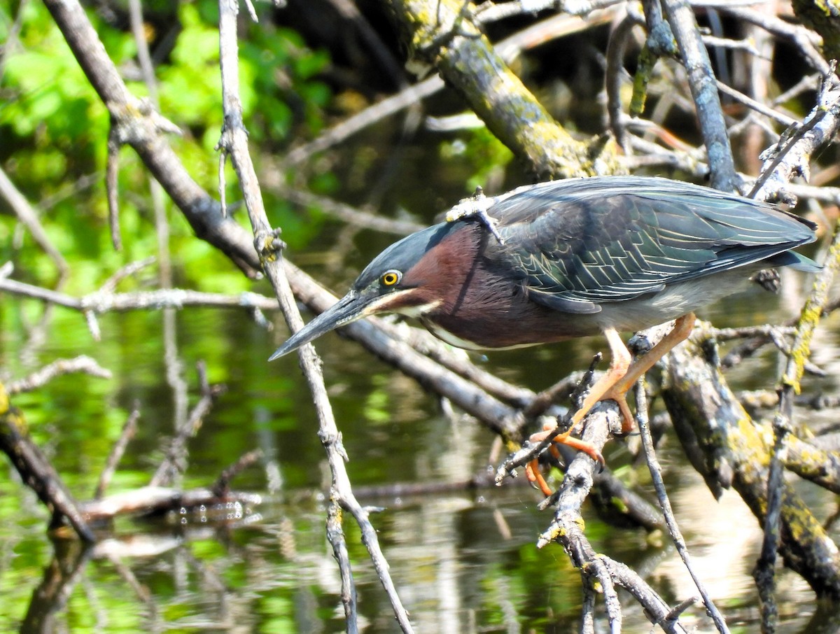 Green Heron - Michael W. Sack