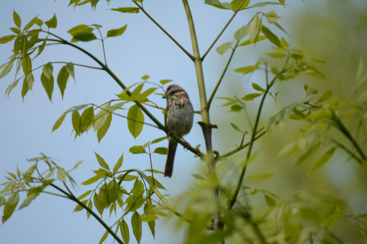 Song Sparrow - Brinda Datla