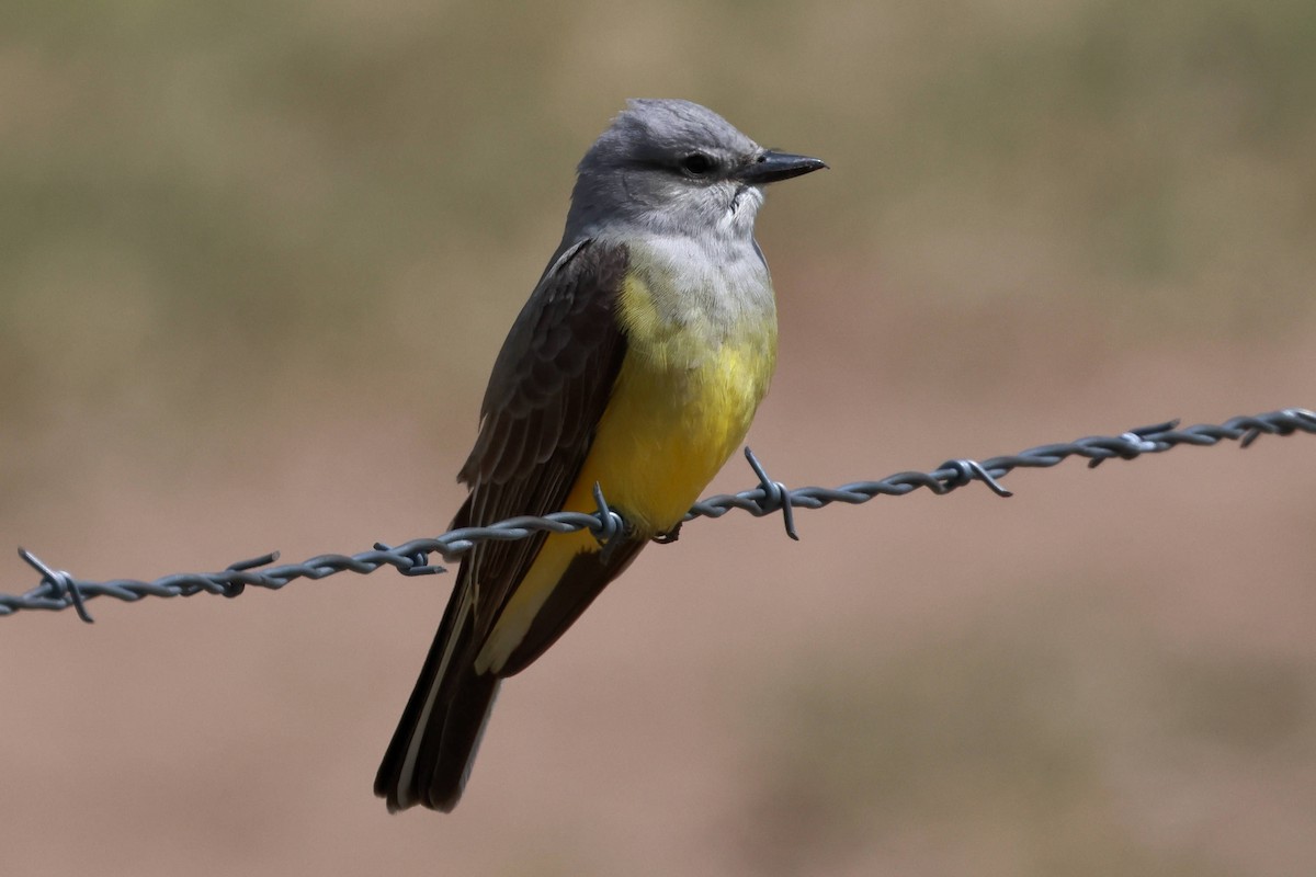 Eastern Kingbird - Steve Parker