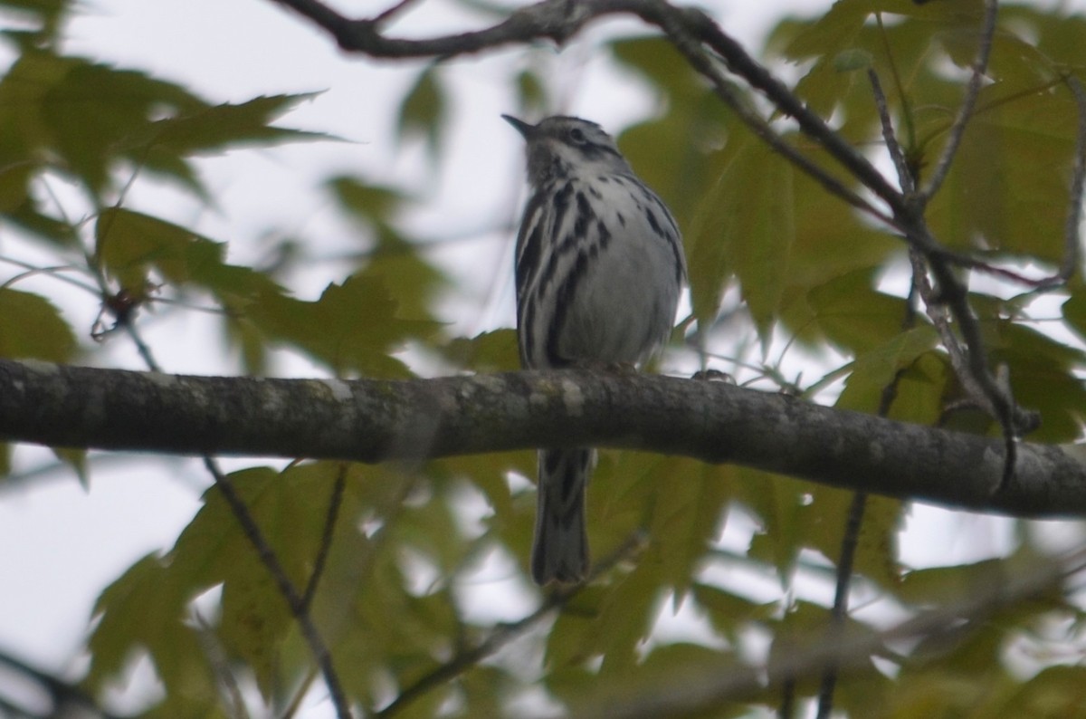 Black-and-white Warbler - Larry Clarfeld