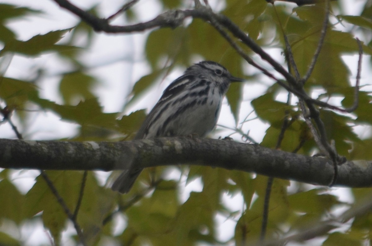 Black-and-white Warbler - Larry Clarfeld