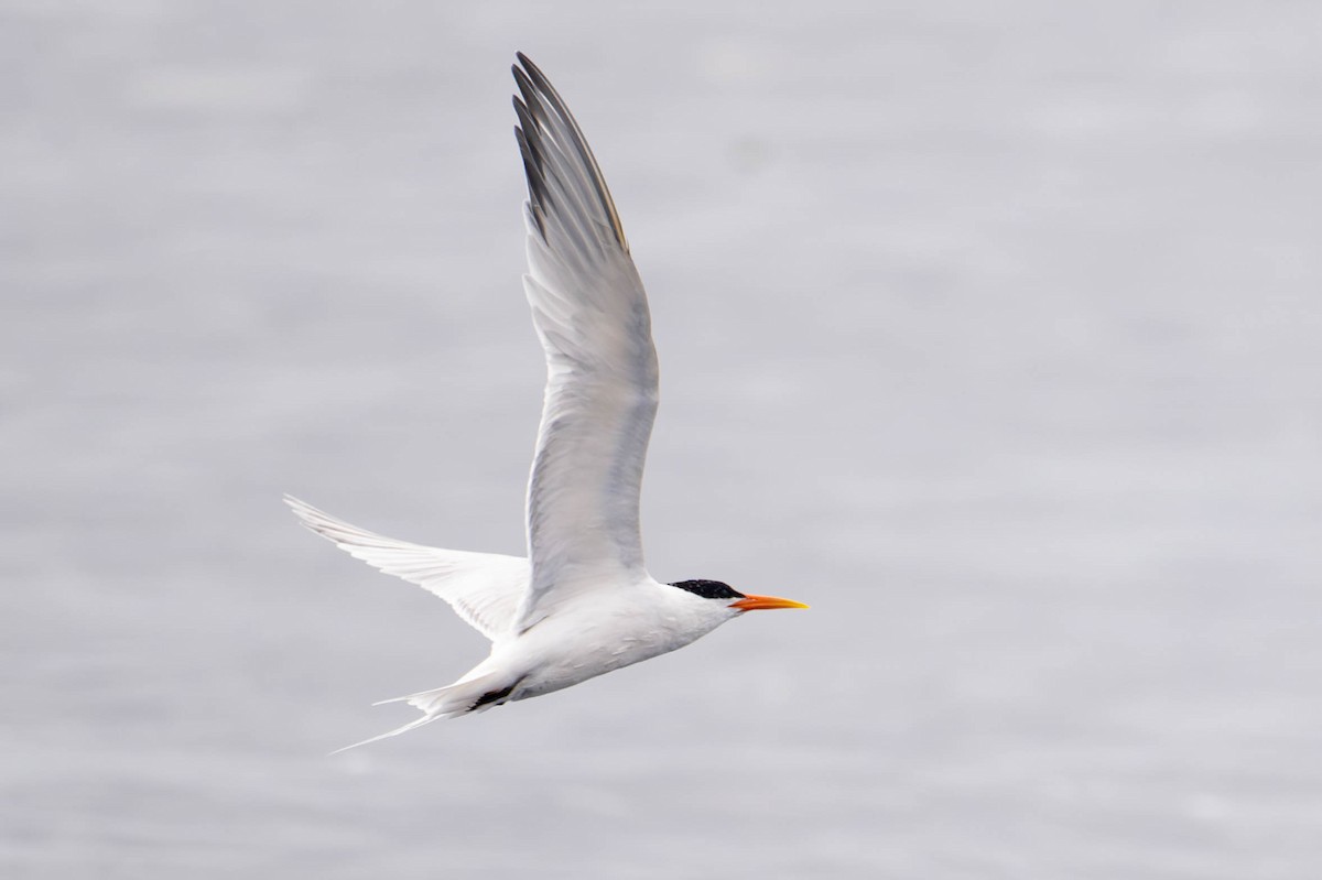 Elegant Tern - Nancy Christensen