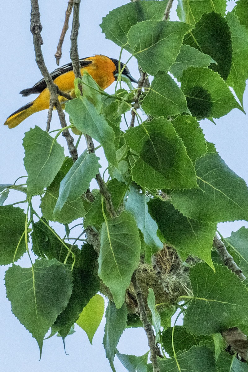 Baltimore Oriole - Rosemary Kovacs