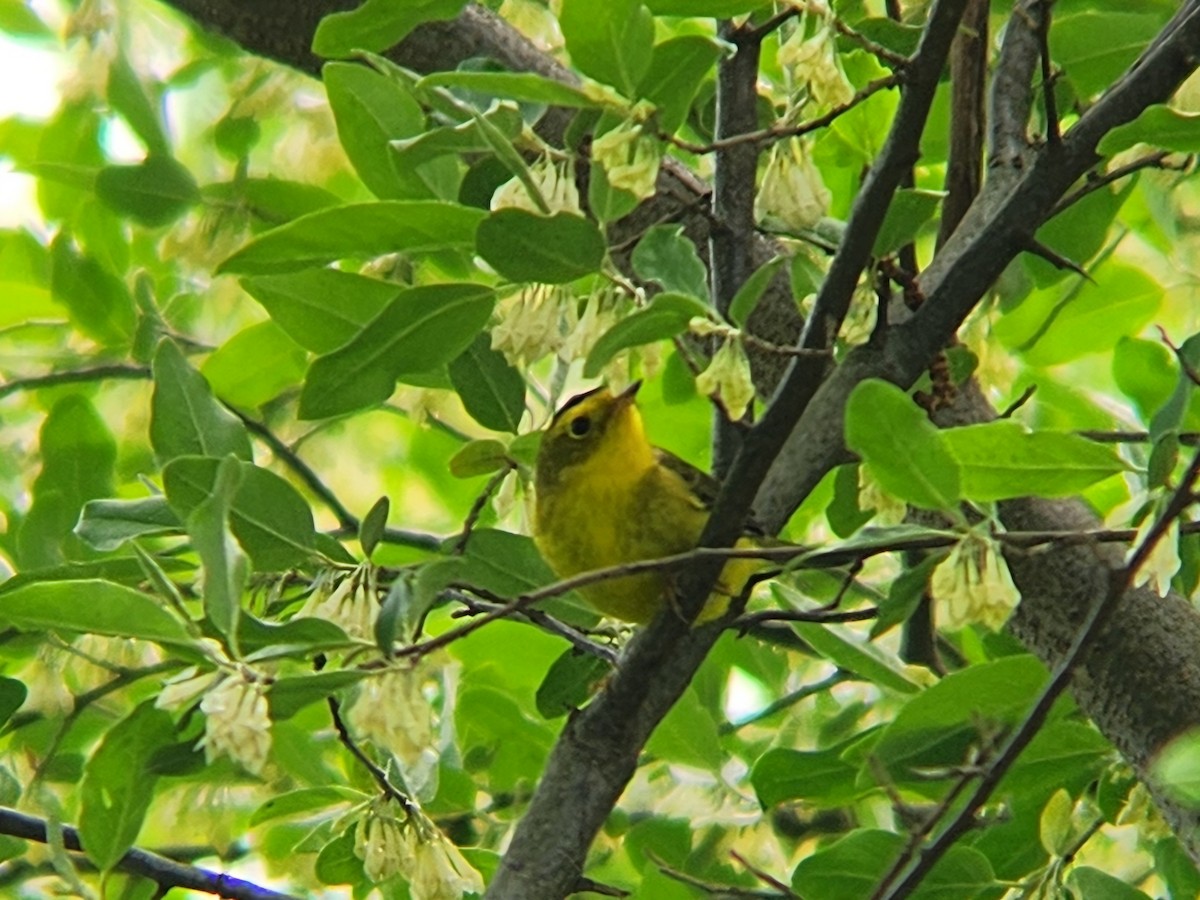Wilson's Warbler - Timothy O'Leary