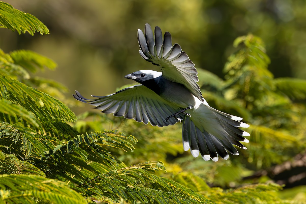 Black-faced Cuckooshrike - Nathan Bartlett