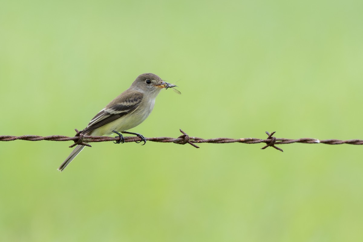 Alder/Willow Flycatcher (Traill's Flycatcher) - ML619378061