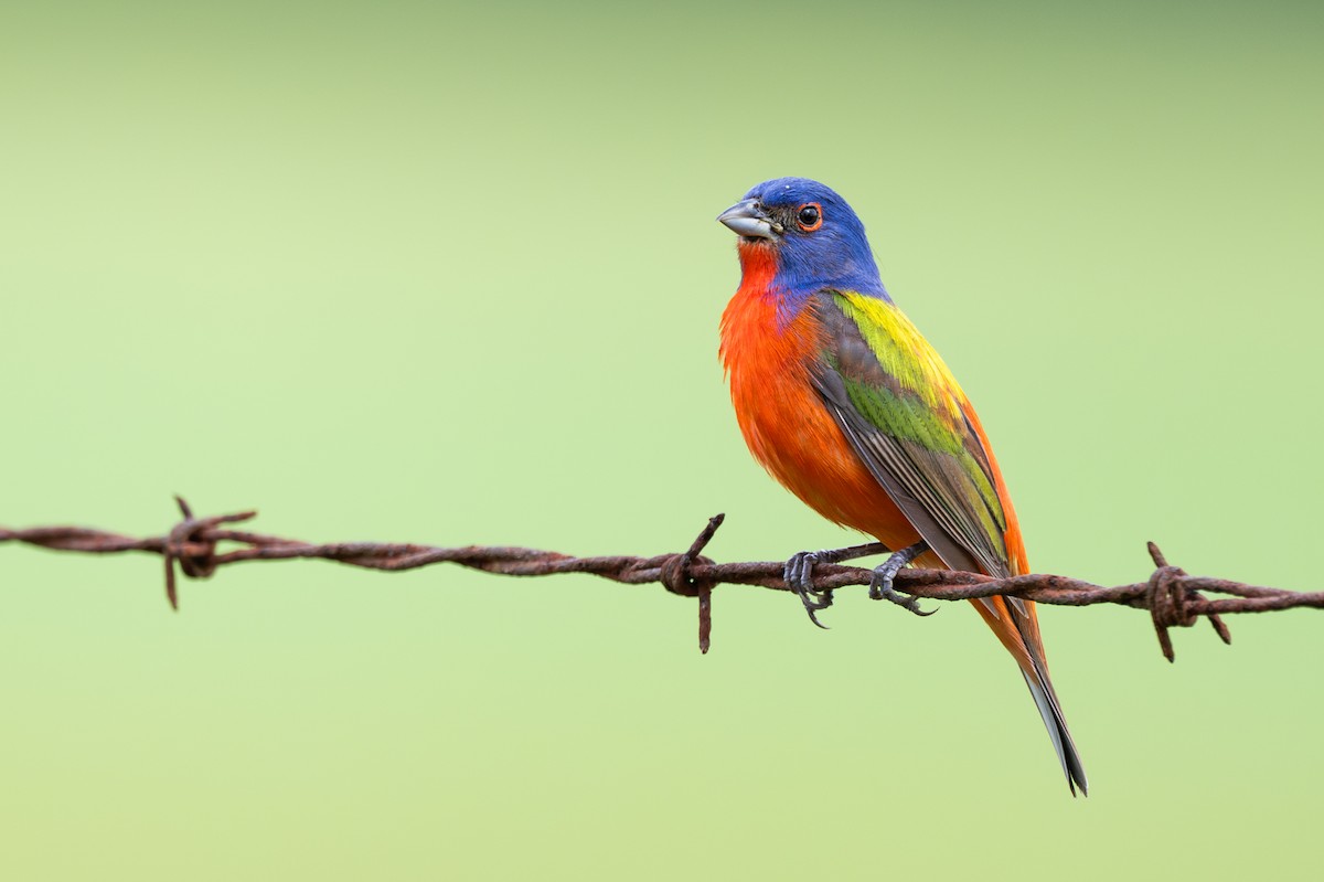 Painted Bunting - ML619378074