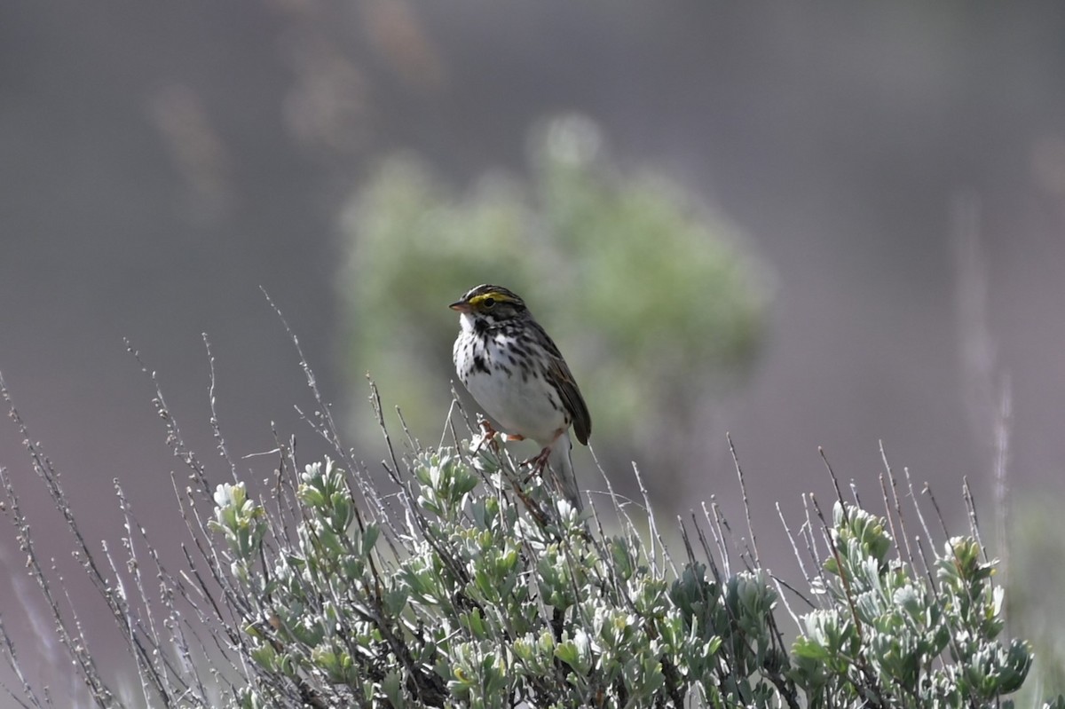 Savannah Sparrow - Brendan Beers