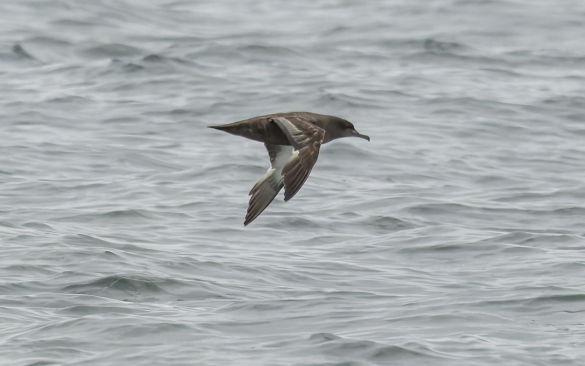 Sooty Shearwater - Tom (TK) Kaestner