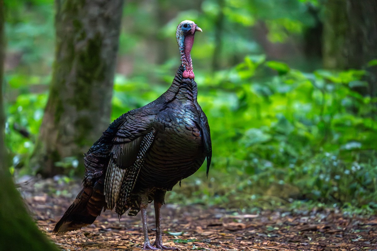 Wild Turkey - Grant Winter