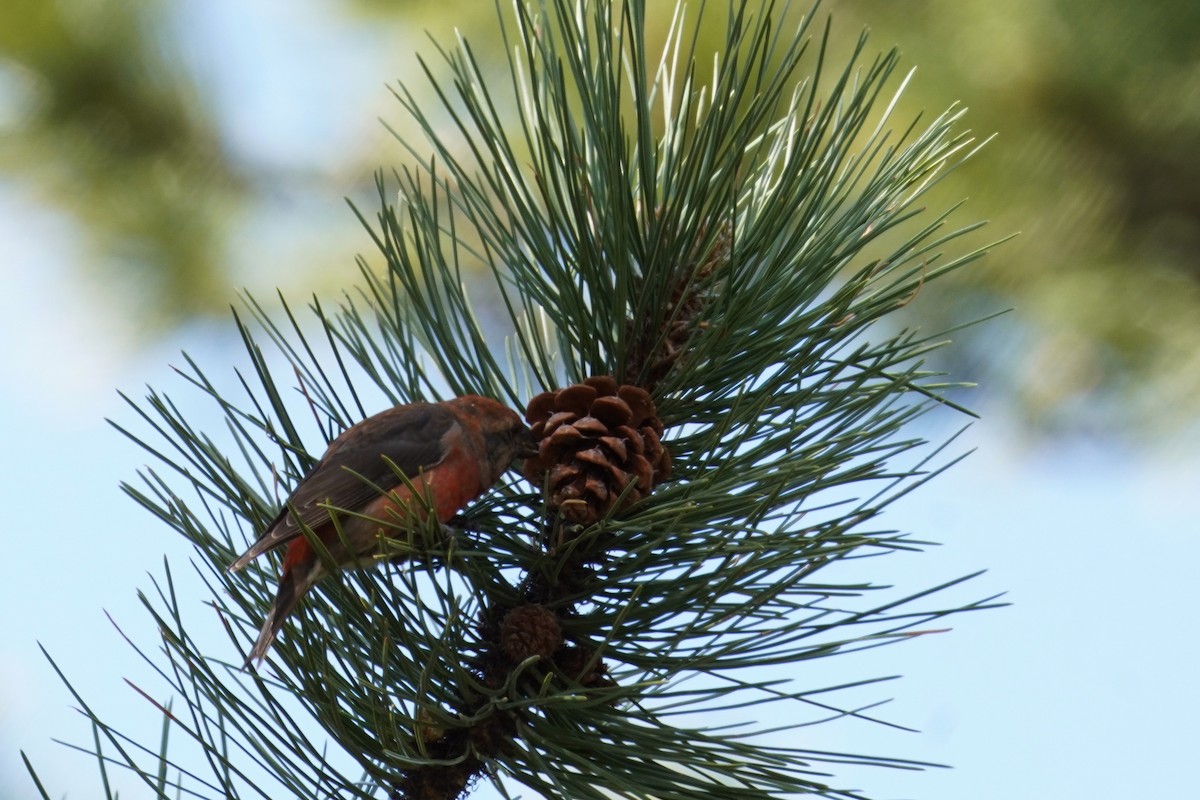 Red Crossbill - Kristy Dhaliwal