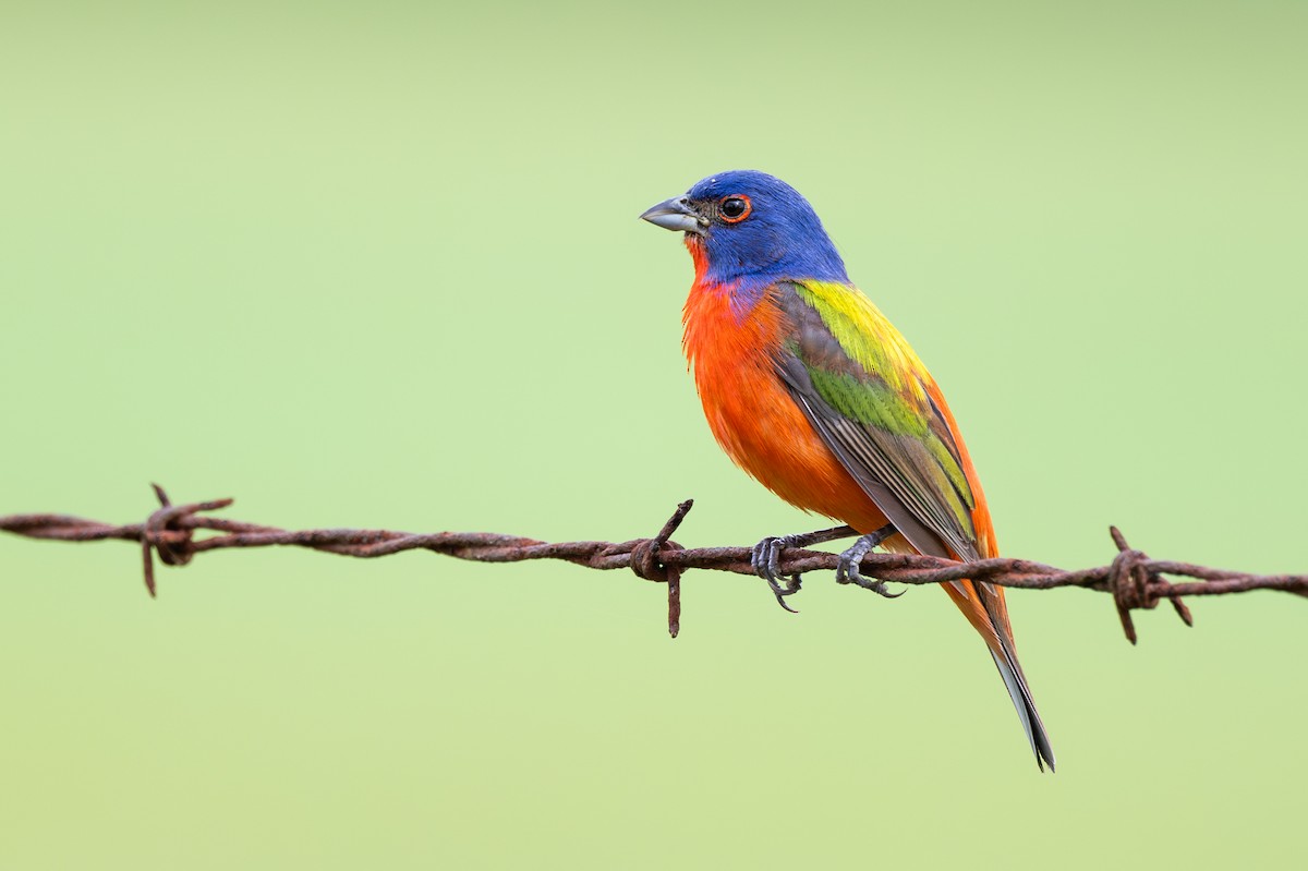 Painted Bunting - ML619378107